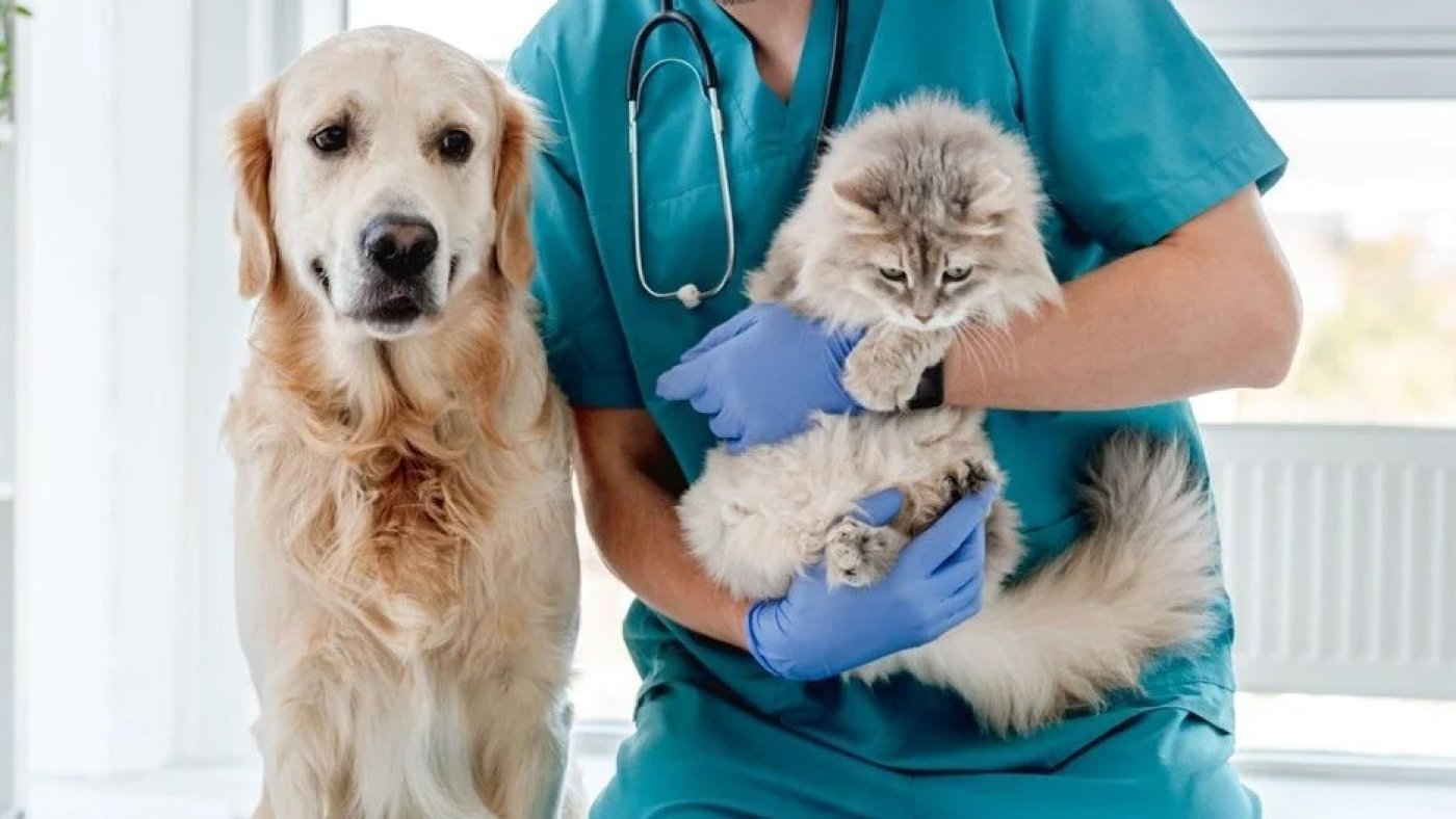 manisa en yakın veteriner-i65b269b523536.jpg